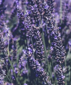 Lavender Oil