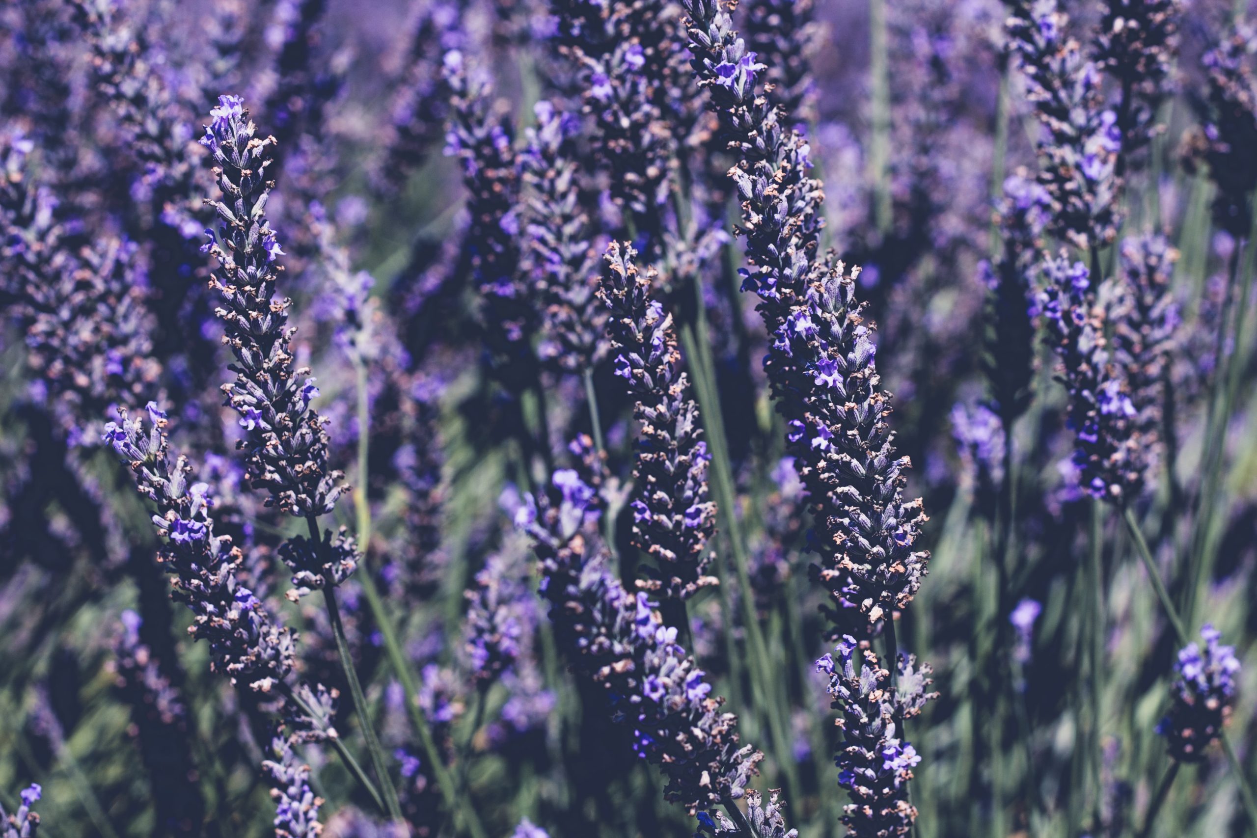 Lavender Oil