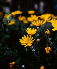 Stunning yellow daisies in full bloom, capturing the essence of spring outdoors.