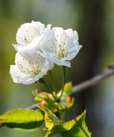 Detailed view of white cherry blossom flowers against a soft blurred background, symbolizing spring.